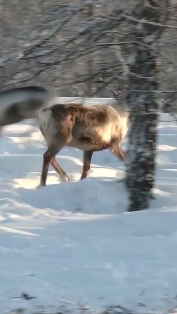 📍Как оленеводы находят своих оленей в тундре
