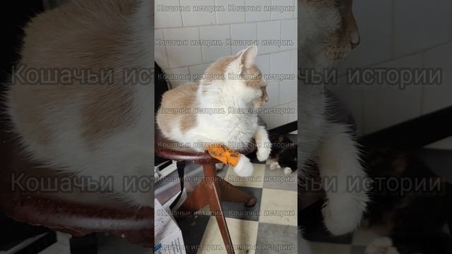 Вы можете представить такое, представить, как с этим справляется. Помогите помогать.