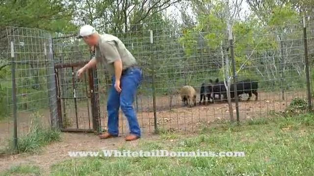 Homemade Hog Trap