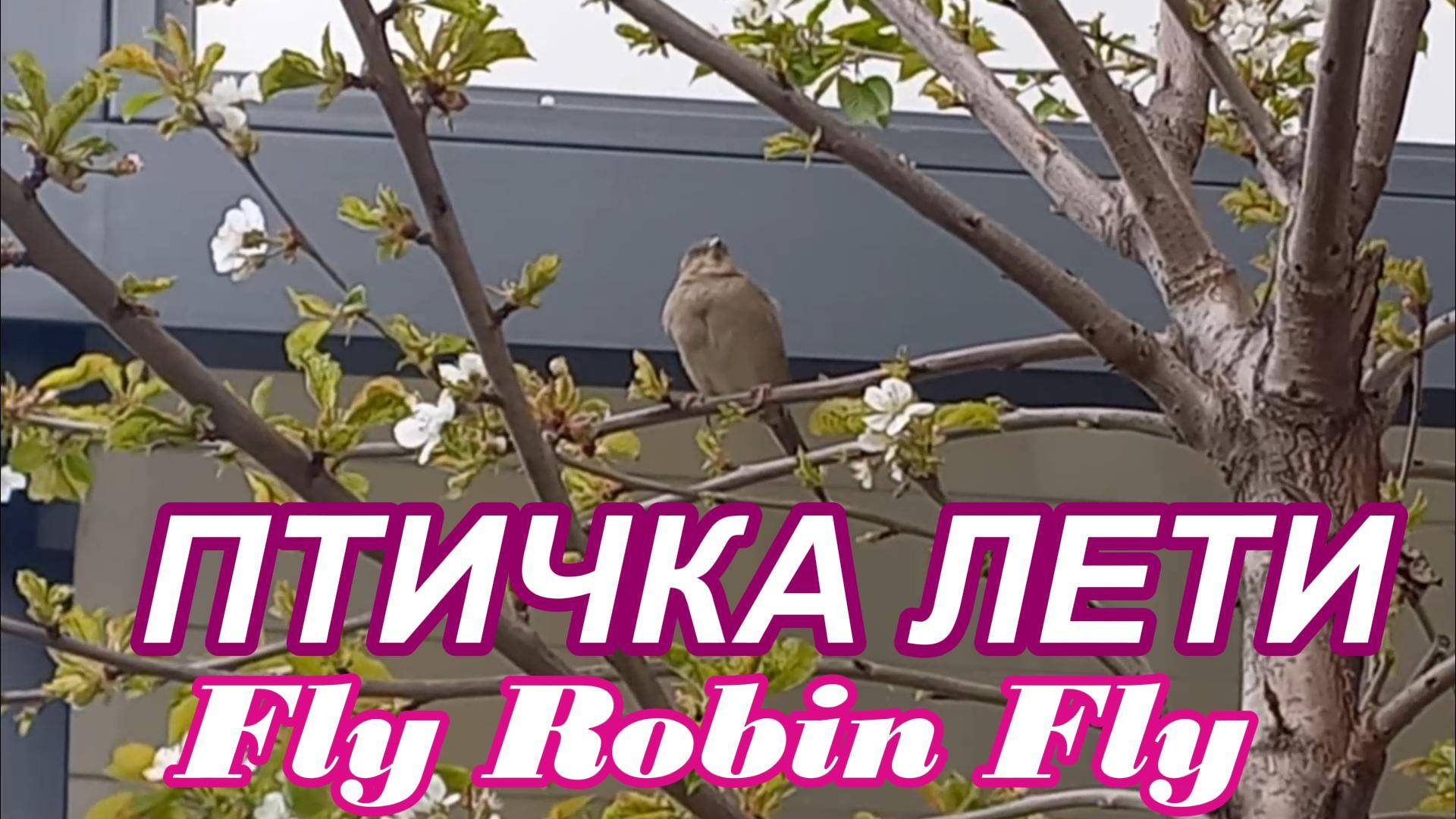 ПТИЧКА ЛЕТИ