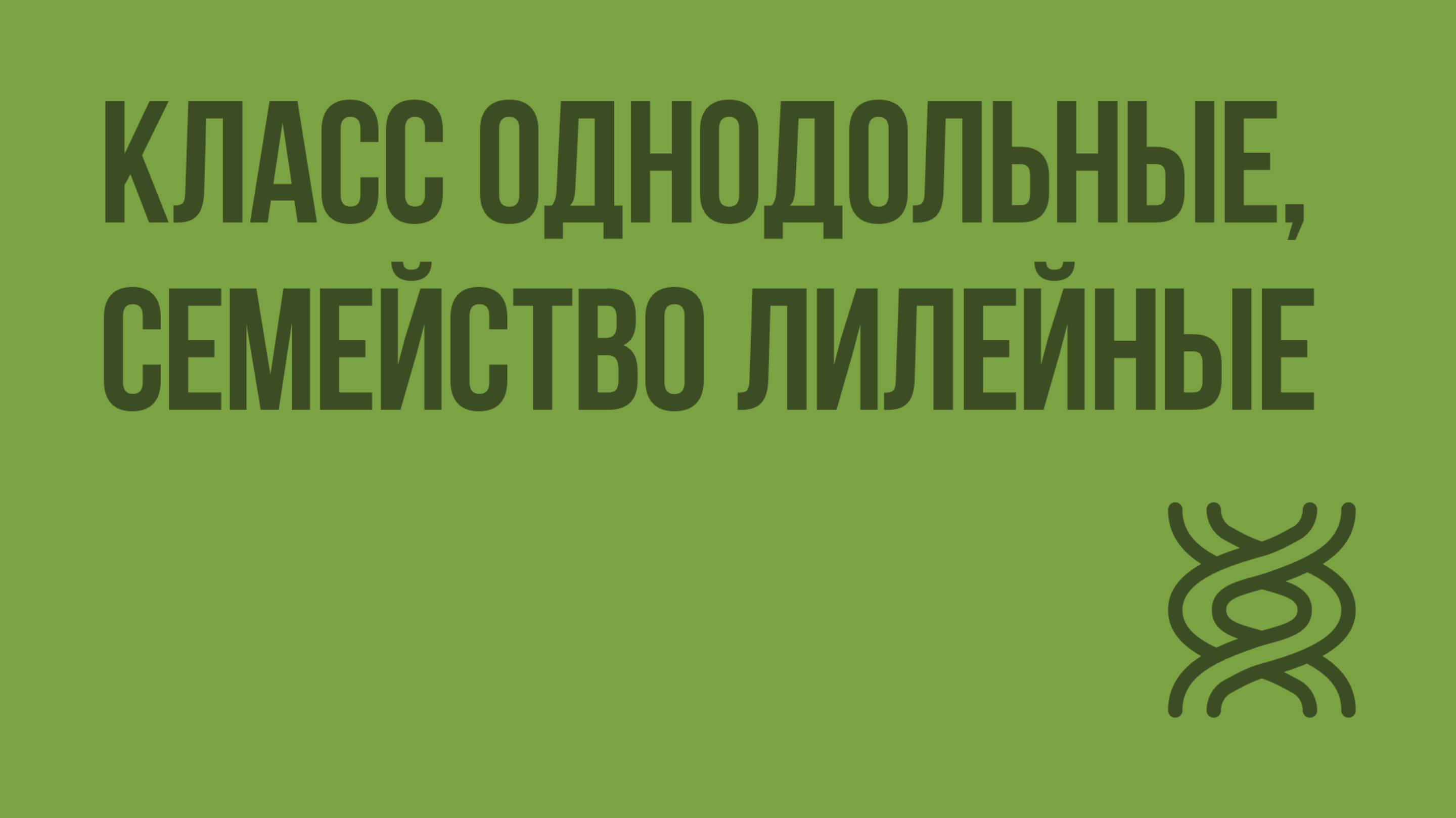 Класс Однодольные, семейство Лилейные. Видеоурок по биологии 6 класс