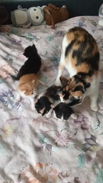 Котиков вам в ленту 😻🤗🫶!#кошки#котята#милоевидео#рутюб