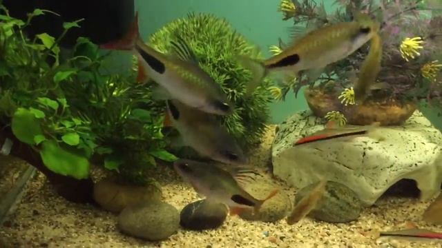Dawkinsia rohani and other Barbs