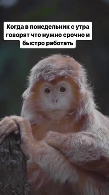 Смешавки.