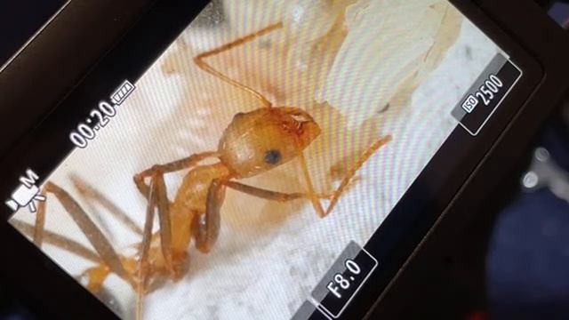 Novomessor Cockerlli Business