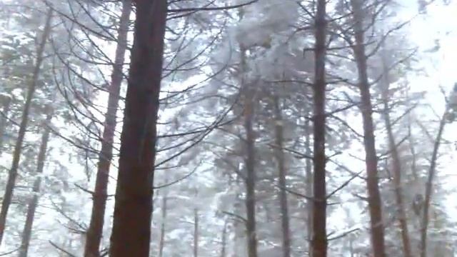 заснеженный лес