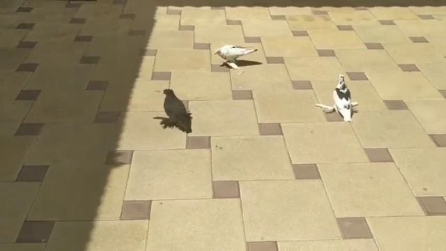 Узбекские бойные голуби Чечни 72.