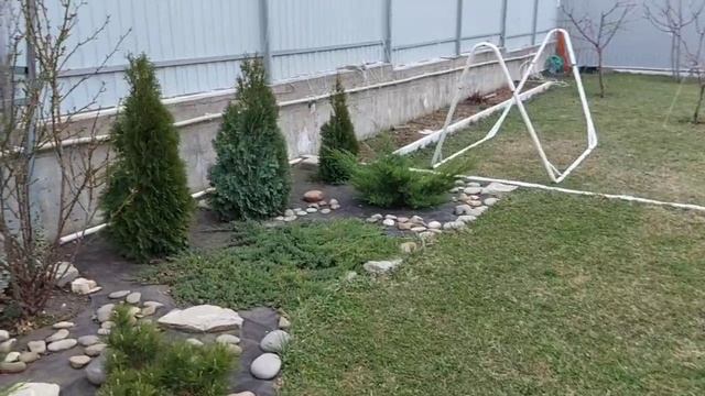 Наши хвойные растения. Весенние работы по реабилитации после морозов с сильными ветрами.