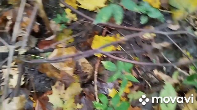 ❗Вышли в лес за опятами 🍄 Курская область 09.10.2024 г.❗