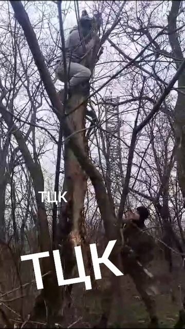 За деревней, у реки, рубят лес ТЦКашники