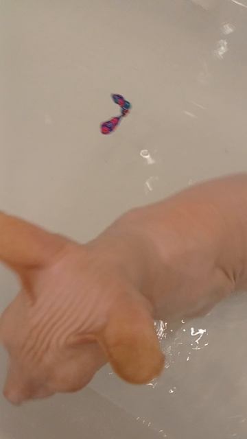 купание сфинкса🦩🦩🦩🥛🕊️💗🍭⛓️🍩🐝🌺🍇🎂🤭🍭🪼💧🍒🐚