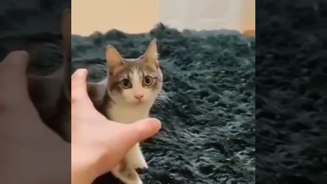 Очень опасный кусь