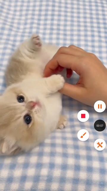 Милые кисики🫶🐈💕