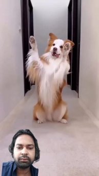 nice shut in dance #dog #dogdance #cute #doglover #puppy #music #song #bollywood #pets #pet #funny