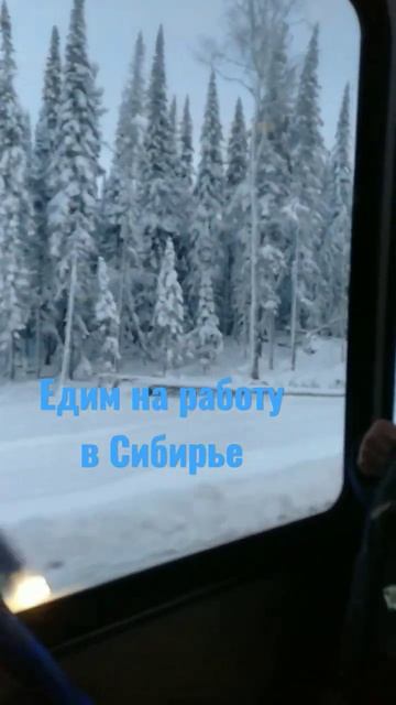 Гололед в Сибирье зима,снег, тайга. Байкал, Иркутск, Жигалова, Север, Медведь. Волк Лес, Москва.