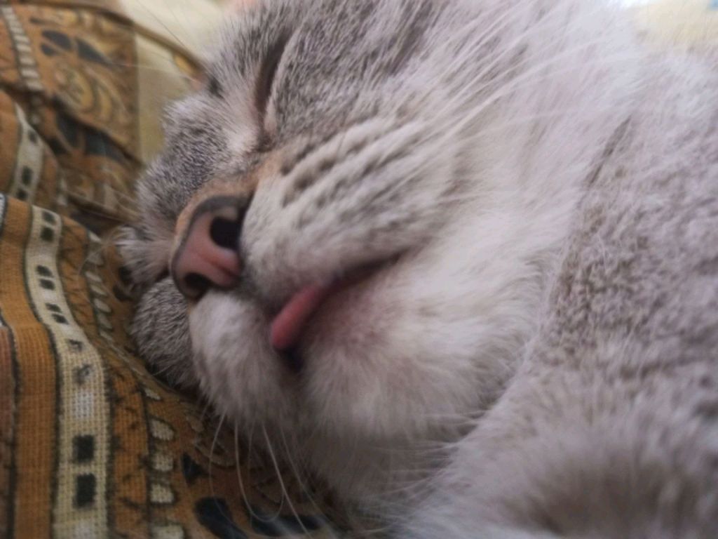 котик