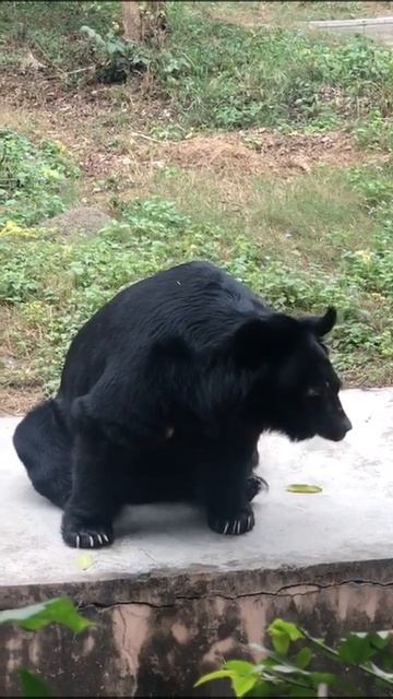 भालू 🤪 #animals #wildlife #bear #shorts #short #predator #cute #love #power #lovely #animallover