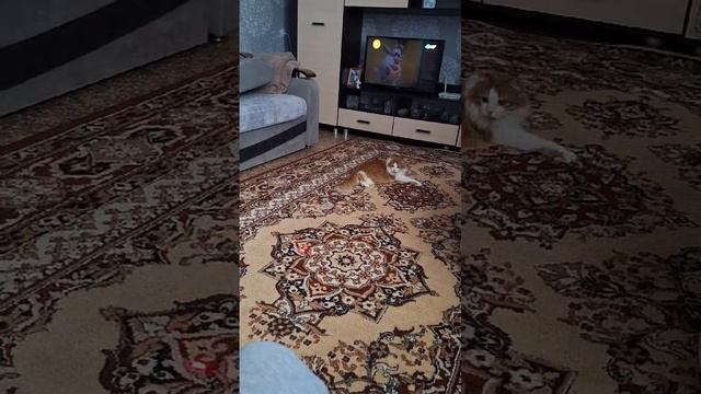 VID-20250311-WA0002