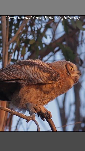 Great horned owl fledgling tentatively hops to a nearby branch #owl