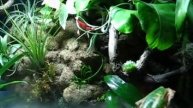 paludarium