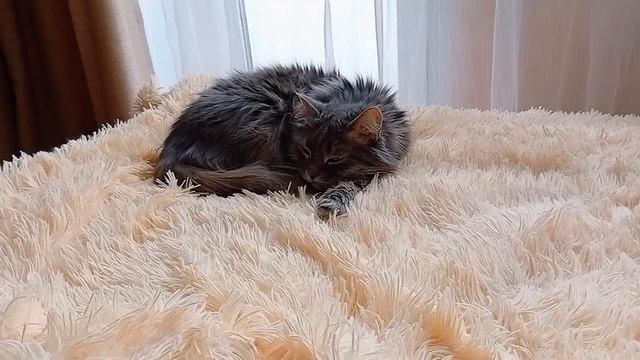 Филя отдыхает
