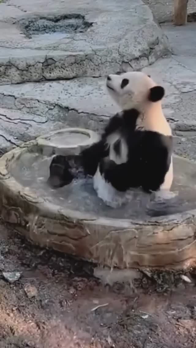 Интересные сюжеты о пандах