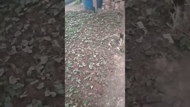 рассада клубники, как выращивать клубнику в рассаднике