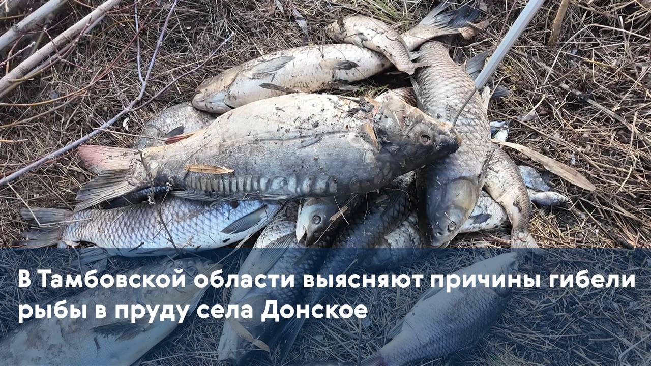 В Тамбовской области выясняют причины гибели рыбы в пруду села Донское