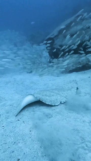 Видео от Океанариум РИО