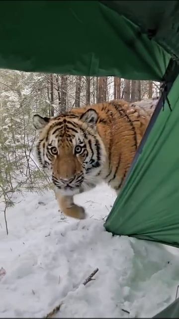 котёнок балуется