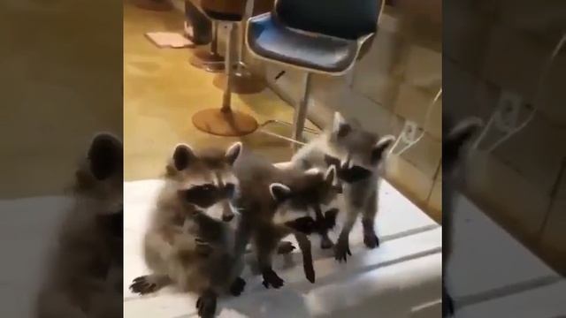 Ой какие???     Милые животные!!!!