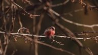 ♪鳥くん野鳥動画(神奈川県Kanagwa/japan)ベニマシコ♂採食long-tailed rosefinch (Uragus sibiricus)