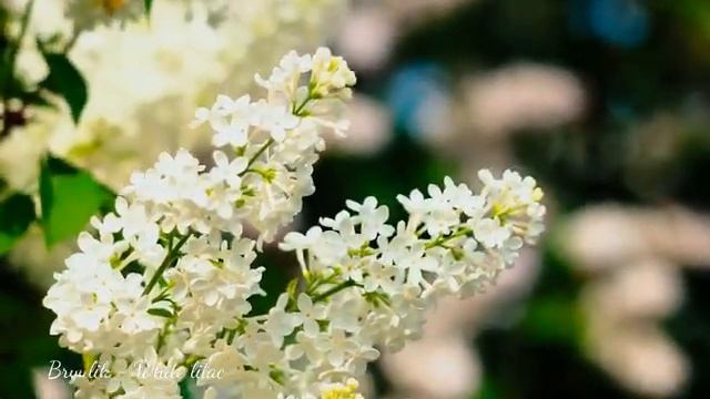 Bryulik - White lilac