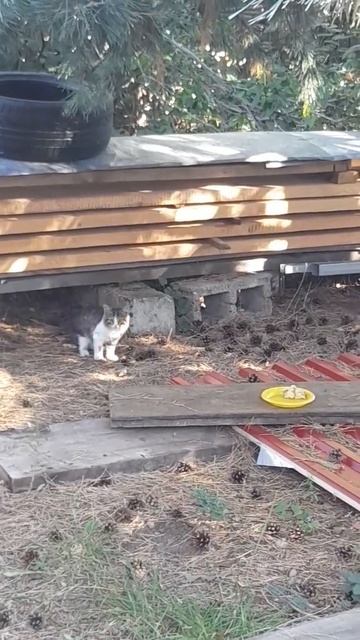 напуганный маленький котенок