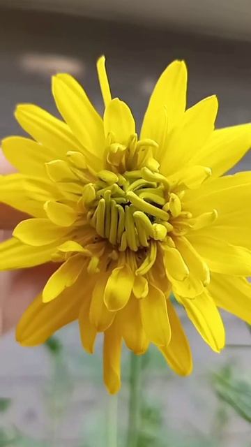 Today In The Garden, Checking Marigold Spent Blooms For Seed Harvest/ Plant Updates 💛🧡❤💜🦗