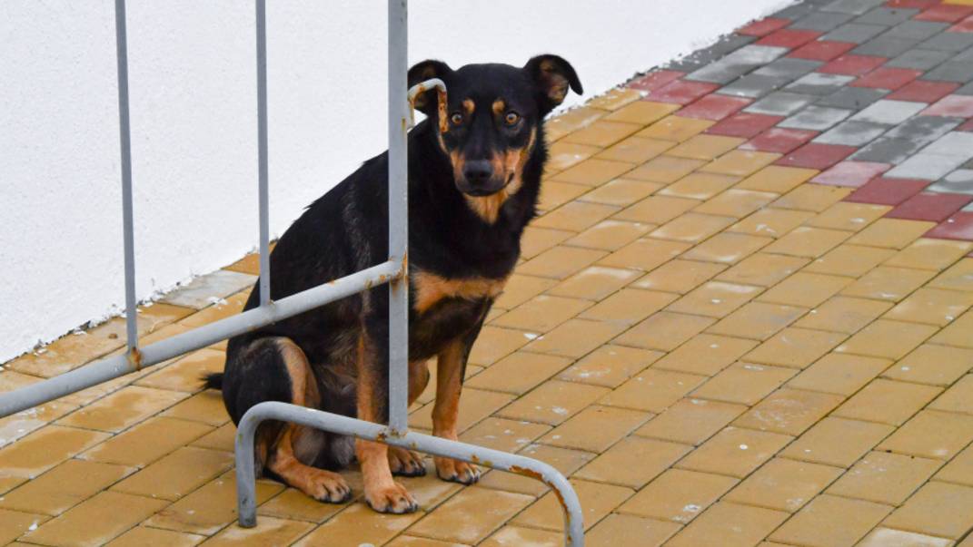 «Относятся как к игрушкам»: почему старых мер для владельцев собак недостаточно