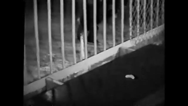 Формирование орудийной деятельности у антропоидных обезьян разного возраста