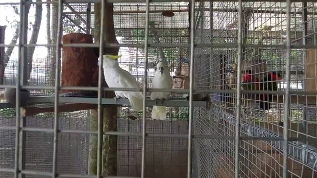 Wisata Murah di Serang Banten | Elite Park Waringin Kurung | Wisata Edukasi Kebun Binatang
