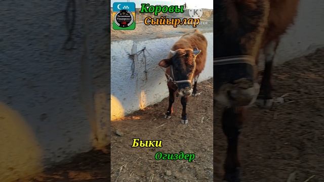 17-03-2025 СКОТНЫЙ РЫНОК -МАЛ БАЗАР 🐄