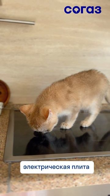 Пушистые провокаторы