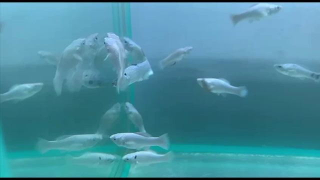 Мальки велифера долматинцы
