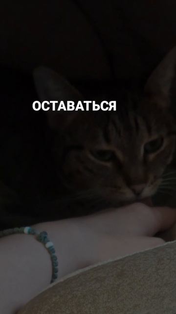 #кошки #shorts #youtubeshorts #cats #котята #рек #любовь #животные #edit #cat #love #animals #кот