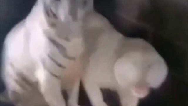 Не бойтесь её, я уже 15 лет с ней живу🤣