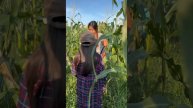 Nagharvest kami ng corn sa farm ni Lola Ela! 08-03-2024