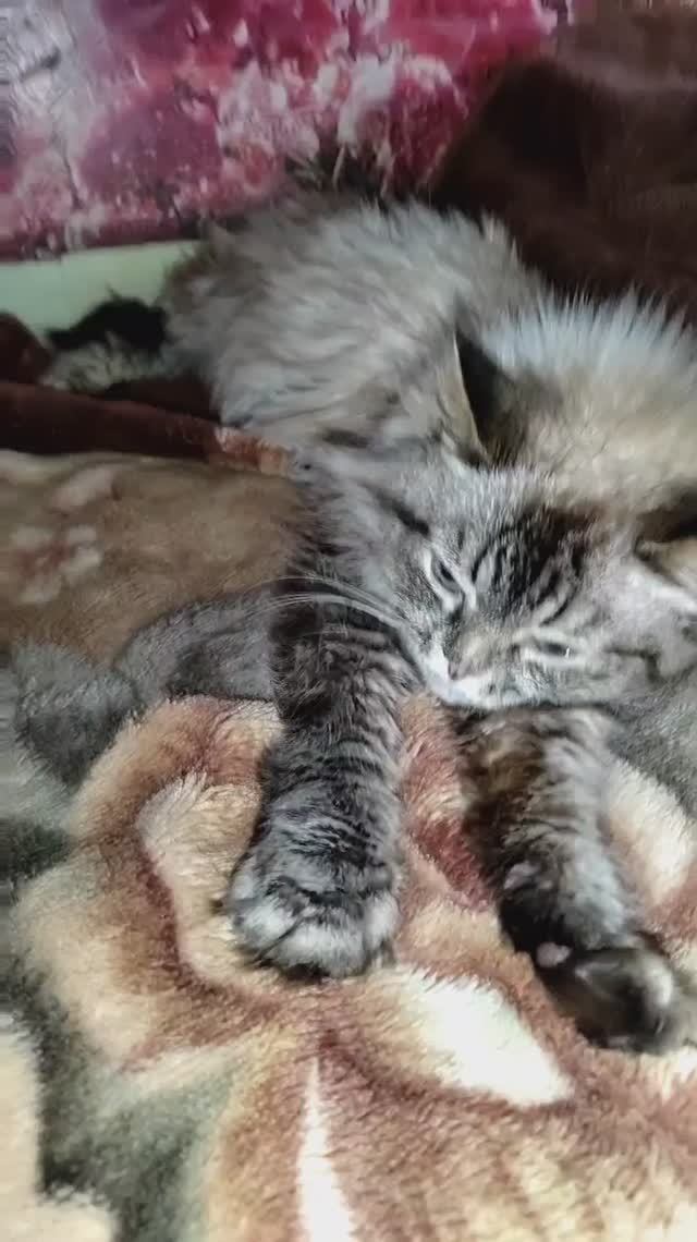 Кошачьи кайфушки🐱