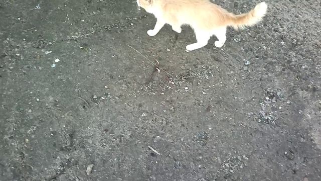 гуляю с котиком по дамбе 31.07.2018 год