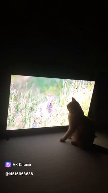 Мистер Котс