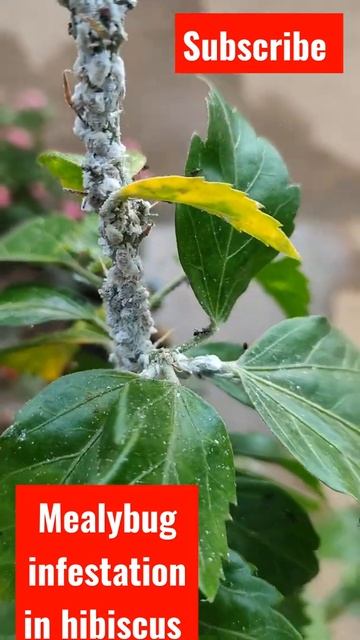 Mealybug infestation in hibiscus