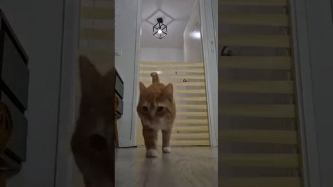 Какое такое притяжение Земли? Нас, кошачьих, это не сильно касается!