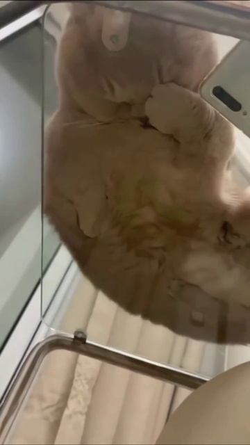 Кот уснул